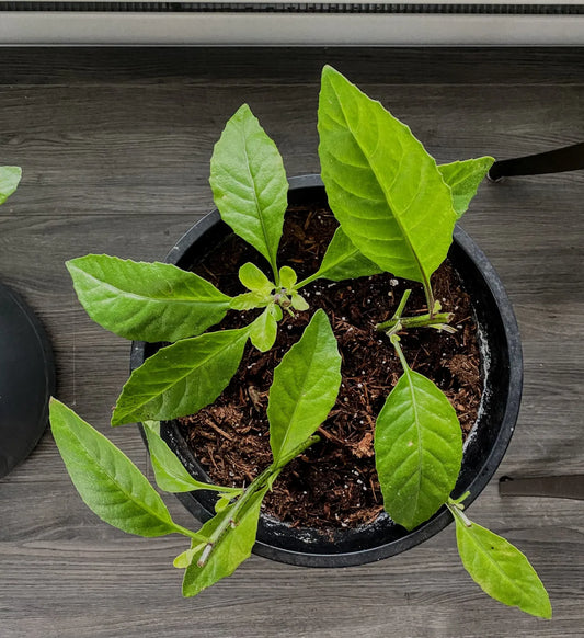 EXL Makabuhay: Ashitaba, tomorrows leaf